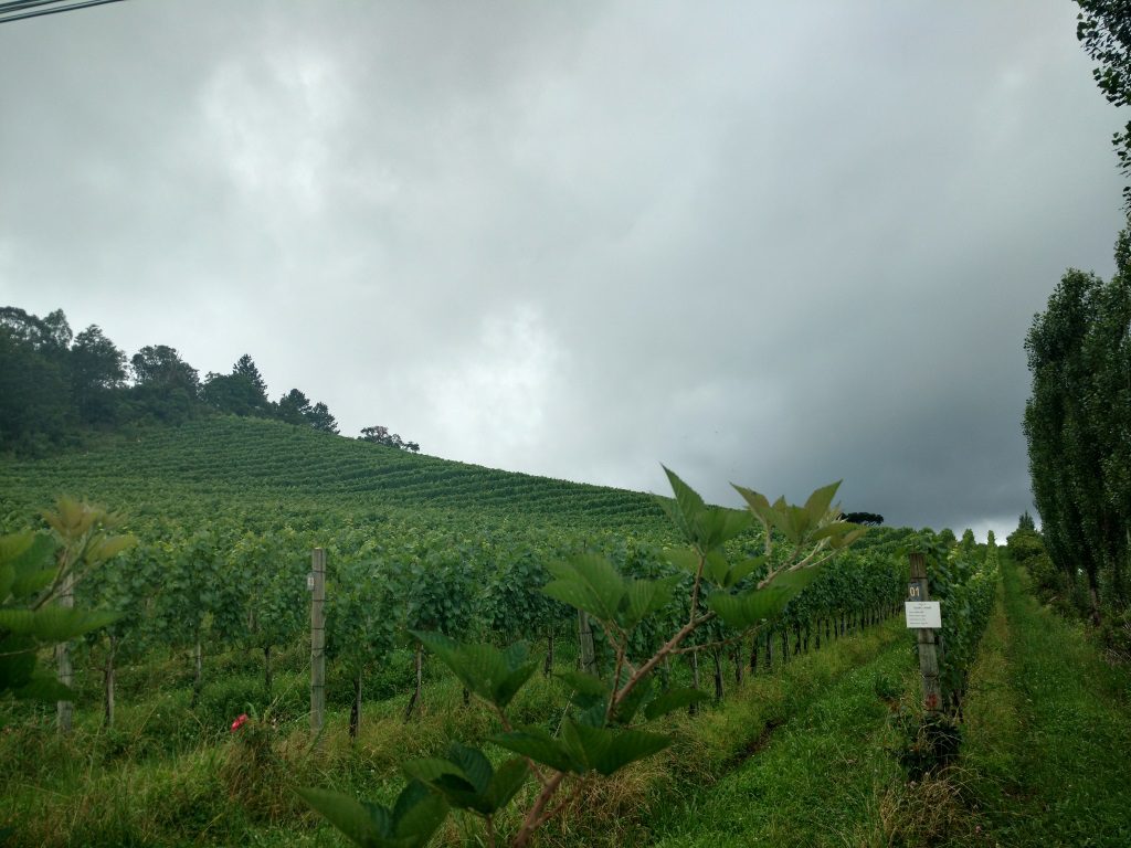 Advocacia & Ambiental: Vinícola Ravanello,Gramado RS, anote esse nome.