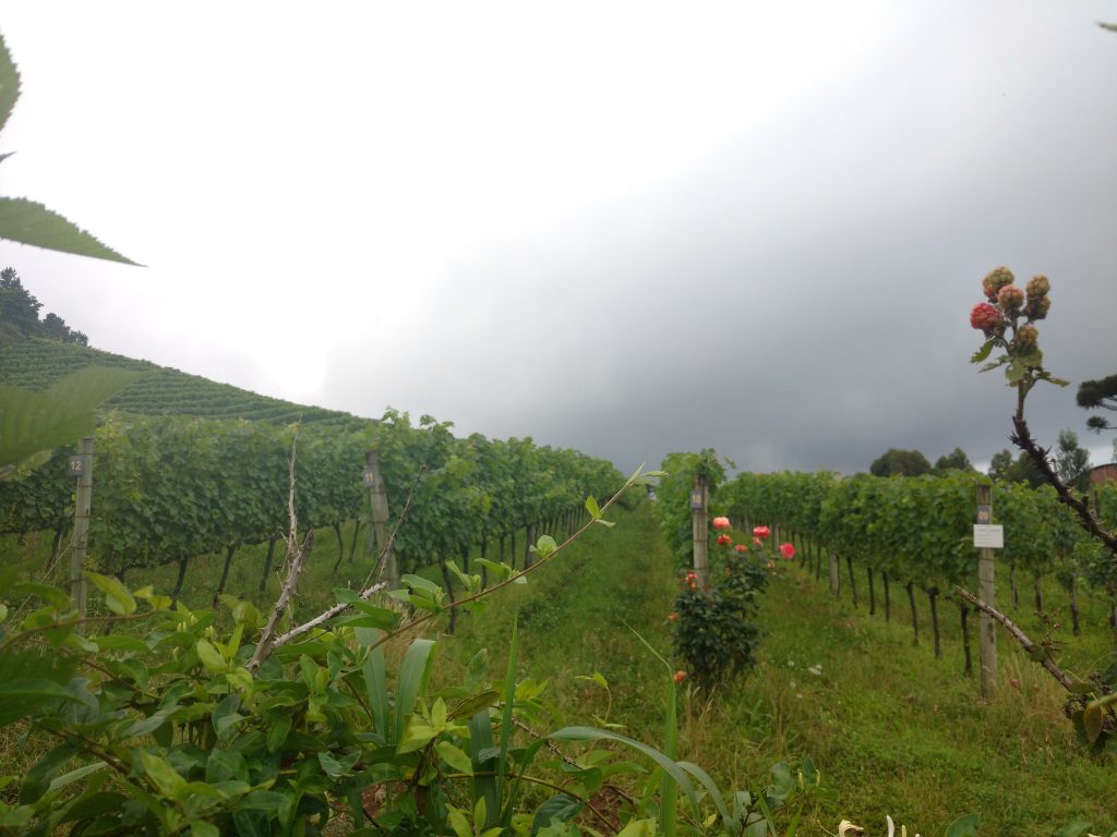 Vinícola Ravanello em Gramado – Dica de tour e degustação 🍷 - Todos os  Caminhos